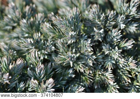 Flaky Juniper Blue Star - Latin Name - Juniperus Squamata Blue Star