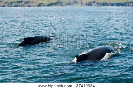 Le due possenti megattere (Megaptera novaeangliae) vista dalla barca vicino a Husavik, Islanda