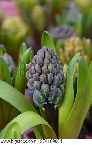 Multiflora Hyacinth Blue Flower Bud - Latin Name - Hyacinthus Multiflora Blue
