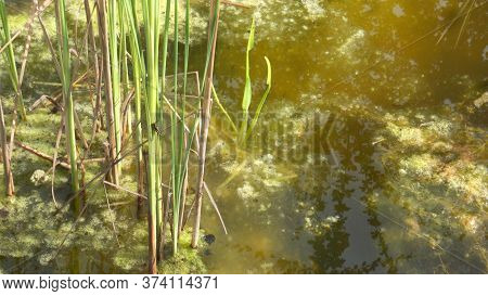 Dirty Abandoned Garden Pond That Turned Into A Swamp
