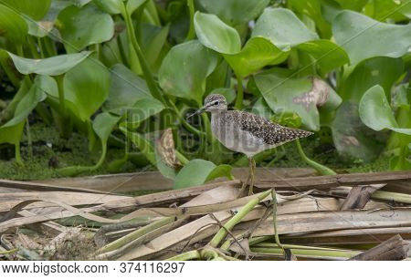 wild bird sandpiper moving in the water plants .