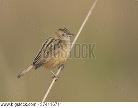 A small wild bird on the branch of a tree .