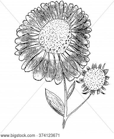 Elecampane Illustration Of Helenium Flower With Bud