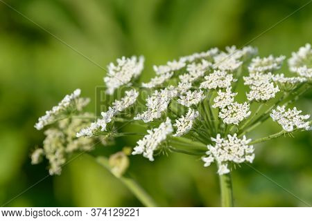 Giant Dangerous Allergic Hogweed Plant Growing In The Field. Poisonous Heracleum Grass Inflorescence