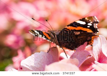Mariposa