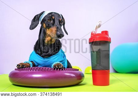 Funny Dachshund Dog In Sports Uniform With Soft Hair Band On Head To Protect Face From Sweat Lies On