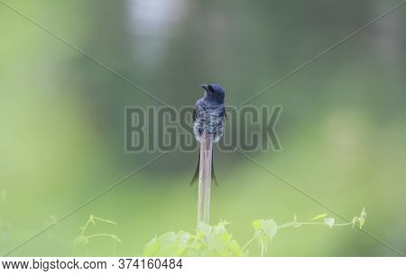 A wild bird on the bamboo in nature .
