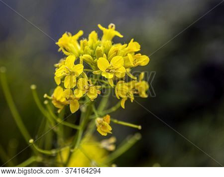 Yellow Flowers Of The Plant With The Latin Name Barbarea Vulgaris