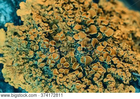 Toned Contrast Background Made Of Bark With Golden Yellow Lichen. Pimpled Textured Yellow And Blue C