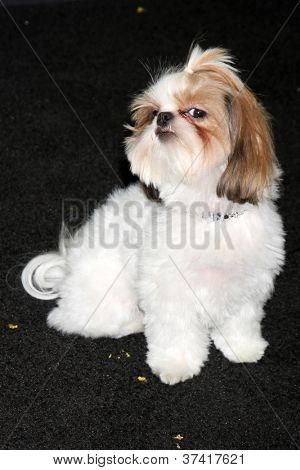 LOS ANGELES - 30 Ott: Bonny Shih Tzu presso i 