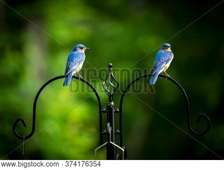 Two pearched Eastern Bluebird set against a green background