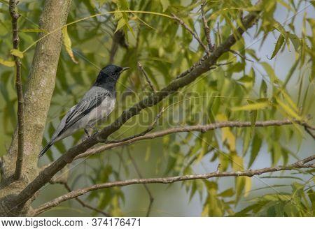 A wild bird on the branch of a tree .