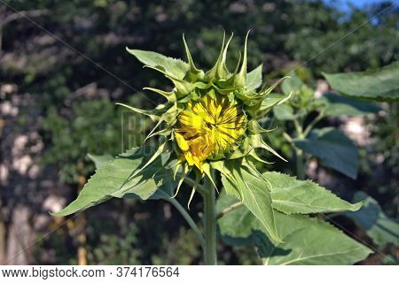 Not Blossoming Sunflower On A Plot Of Land