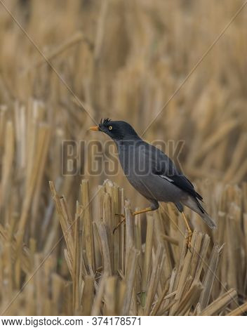 A wild bird on the cutting paddy tree .