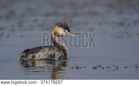 A beautiful wild bird moving alone in the lake