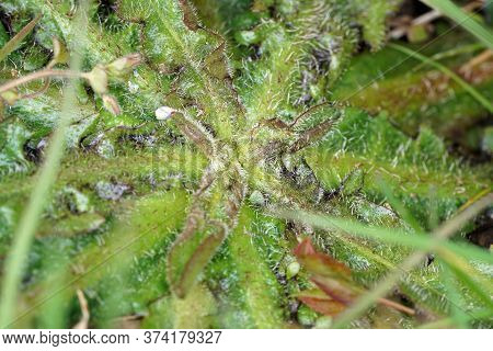 A Thistle Blossoms Along The Way In The Middle Of The Forest In Bavaria