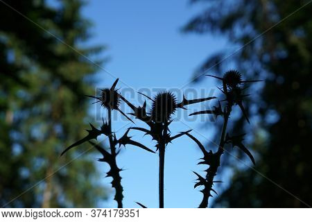 A Thistle Blossoms Along The Way In The Middle Of The Forest In Bavaria