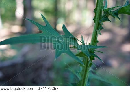 A Thistle Blossoms Along The Way In The Middle Of The Forest In Bavaria