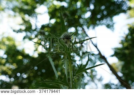 A Thistle Blossoms Along The Way In The Middle Of The Forest In Bavaria