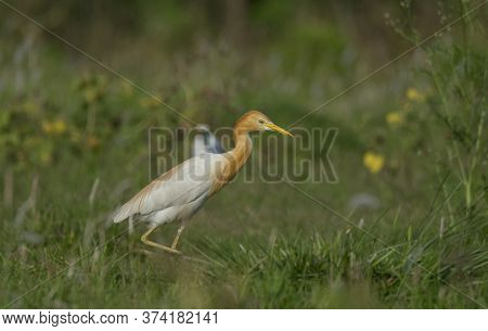 A wild bird moving on the grassland .