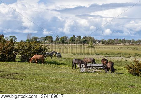 Herd With Horses Grazing In A Grassland On The Island Oland In Sweden
