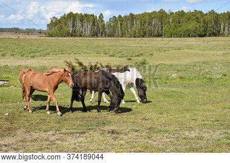 Grazing Horses In The Great Plain Grassland Stora Alvaret On The Island Oland In Sweden