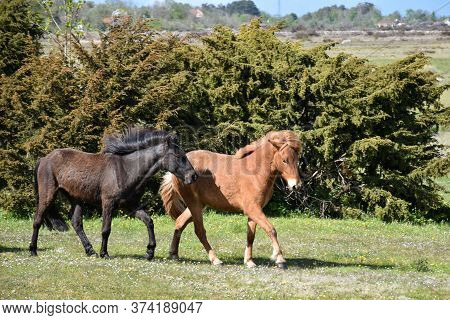 Two Horses In A Grassland With Junipers On The Swedish Island Oland