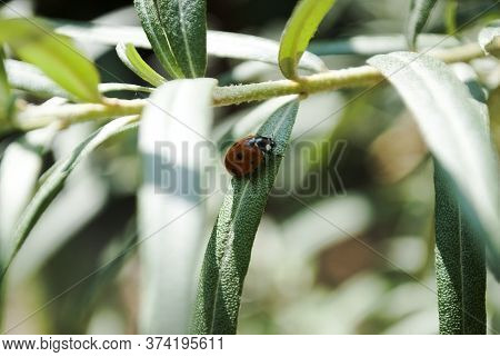 Little Ladybug On Sea Buckthorn, Close Shot