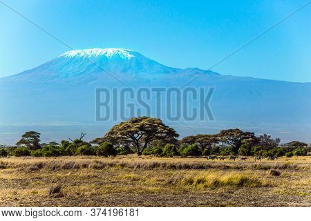 Impressive travel to Kenya, Africa. Amboseli Park is the most visited park. Savanna with rare bushes and desert acacies. The snow peak of Kilimanjaro. The concept of active, exotic and photo 