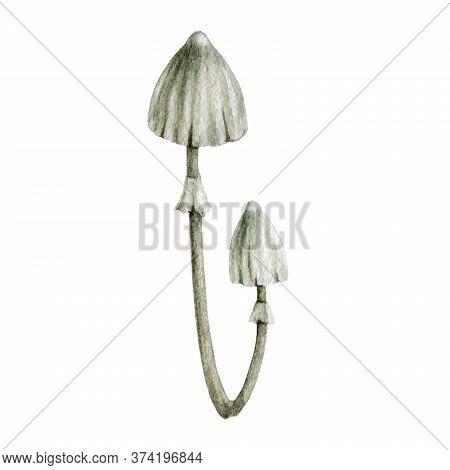 Forest Mushroom Watercolor Illustration. Hand Drawn Toadstool Image. Isolated On White Background