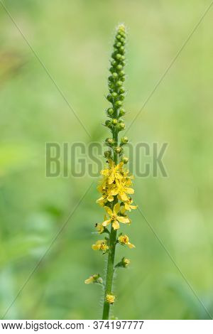 Close Up Of A Sticklewort (agrimonia Eupatoria) Plant In Bloom