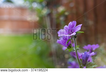 Violet Flower Common Mallow (malva Sylvestris) In English Garden, Beautiful Purple Flowers On Spring
