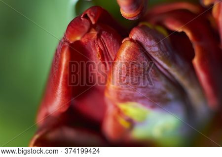 Macroshot Of Red Tulip Buds As Natural And Holidays Background Extreme Closeup. Beautiful Tulips Flo