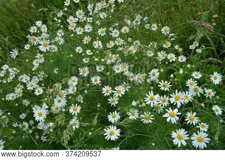 Scentless Mayweed - Tripleurospermum Inodorum. Scentless False Mayweed Blossom ( Tripleurospermum In