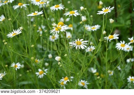 Scentless Mayweed - Tripleurospermum Inodorum. Scentless False Mayweed Blossom ( Tripleurospermum In