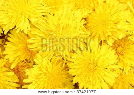 Maskros blommor närbild