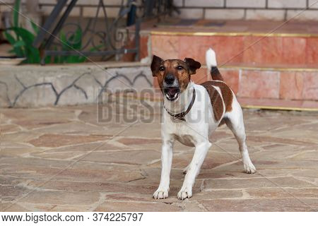Dog Breed Smooth-haired Fox Terrier Barks In The Yard