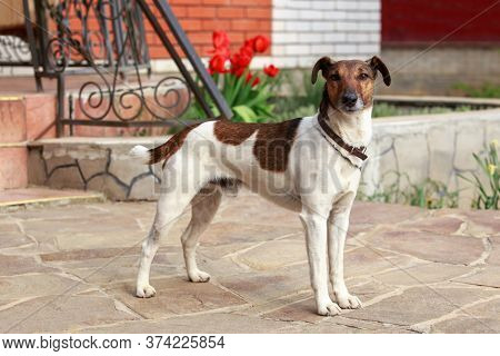 Dog Breed Smooth-haired Fox Terrier In The Open Air