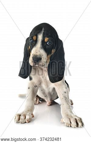 Puppy Bernese Schweizer Laufhund In Front Of White Background