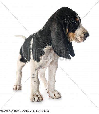 Puppy Bernese Schweizer Laufhund In Front Of White Background