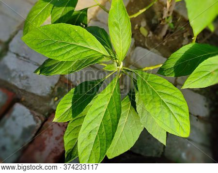 Beautiful Leaves Of Green Plant In The Garden