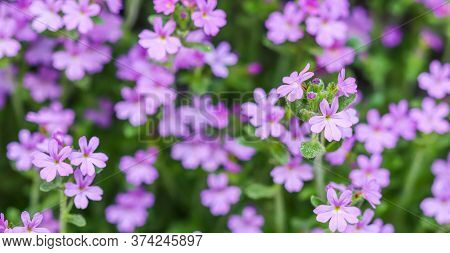 Small Purple Erinus Alpinus Flowers Near Stone Wall. Floral Background.