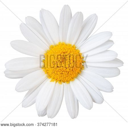 Beautiful White Daisy (marguerite) Isolated On White Background, Including Clipping Path.