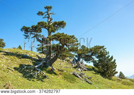 Bosnian pines on top of Serra di Crispo mountain, which is also known as the âGarden of Godsâ,  Pollino National Park, southern Italy.