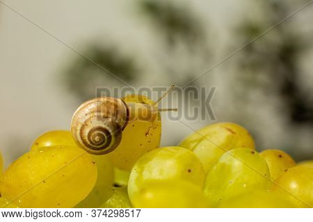 Close-up Of A Small Snail Crawling Over Grapes Quiche Mish.