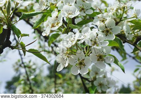 Snow-white Flowers Of Cherrytree Bloomed Among Young Green Leaves In The Spring Garden
