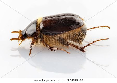 cockchafer veya Haziran böceği 