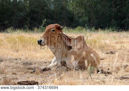 A Cow Laying Down In The Grassland.