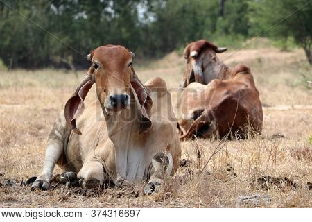 Two Cows Laying Down In The Grassland.