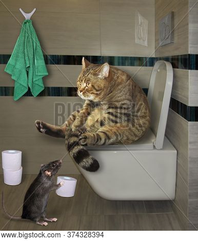 The Beige Cat Is Sitting On A White Toilet Bowl In The Bathroom. A Black Rat Gives Him A Roll Of Toi